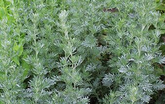 Sagebrush